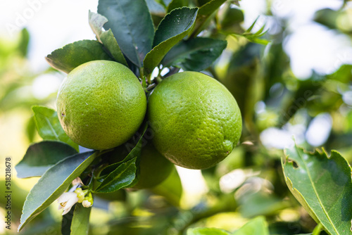 Wallpaper Mural planting of flowering and fruiting lemon trees Torontodigital.ca