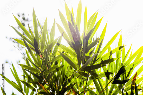 Imagem horizontal abstrada de folhas de arvore de bambu photo
