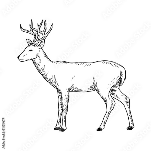 tailed deer drawing
