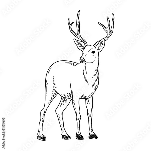 tailed deer drawing