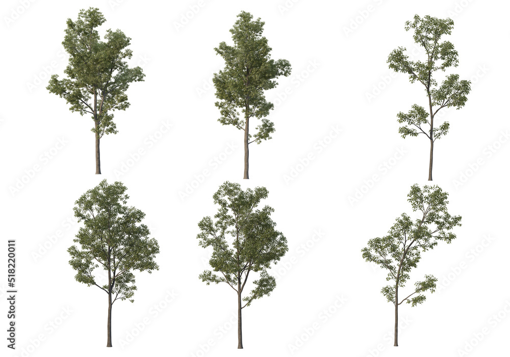 Tall tree on a white background. Tall tree on a white background.