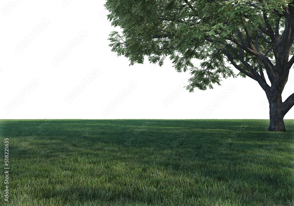 Fototapeta premium Lawns and large trees on a white background.