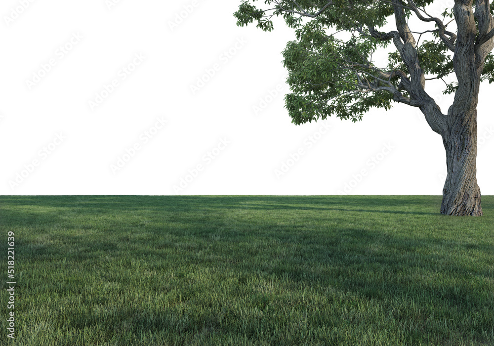 Lawns and large trees on a white background. Lawns and large trees on a white background.