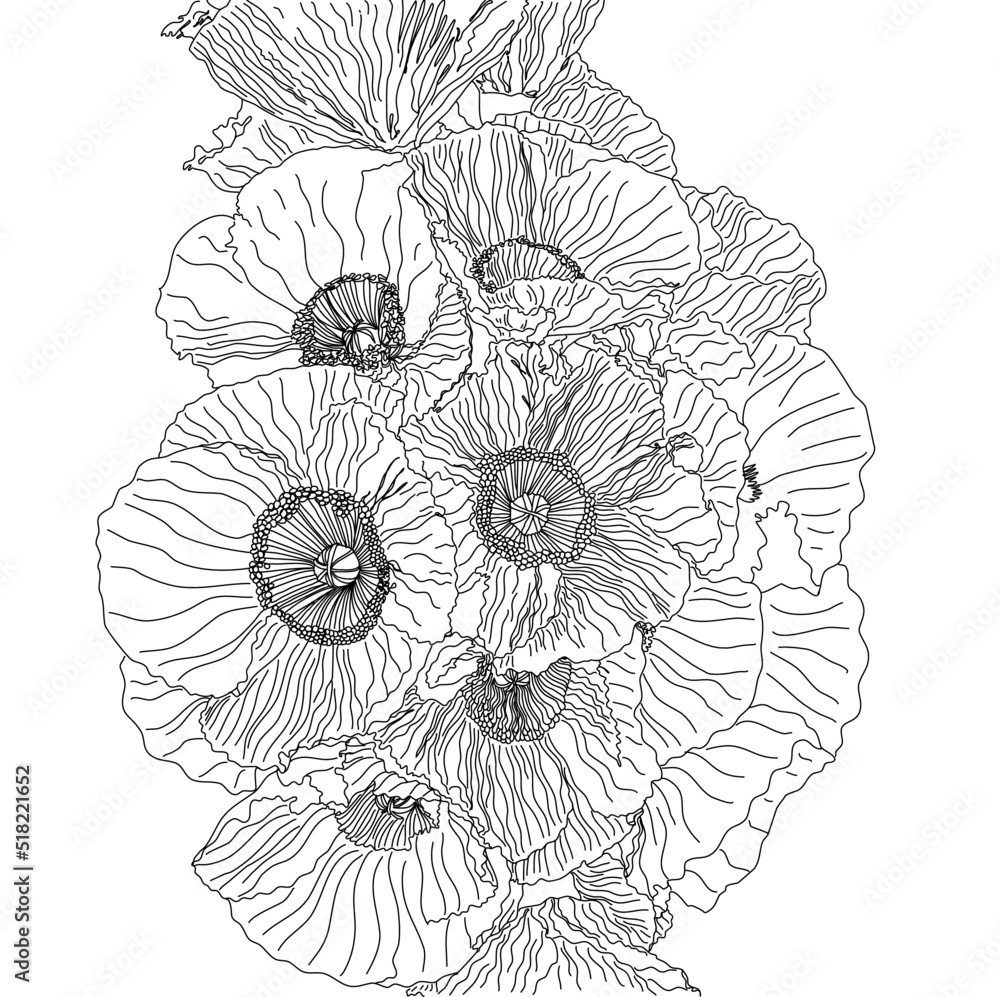 Fototapeta premium Flanders Poppy flawers group,plant,line,art, illustration,black and white,drawing vector.