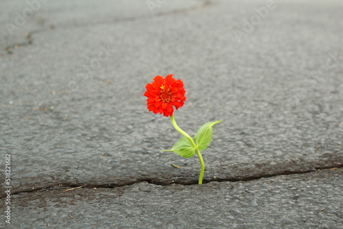 red zinnia flower plant growing in crack of parking lot selective focus
