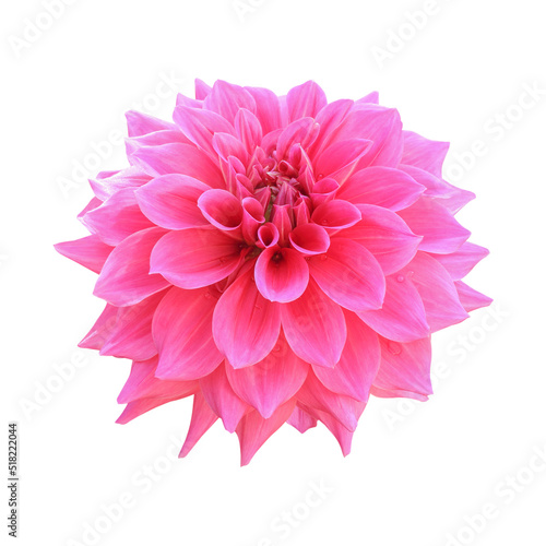 Fototapeta Naklejka Na Ścianę i Meble -  Pink dahlia flower isolated on white background