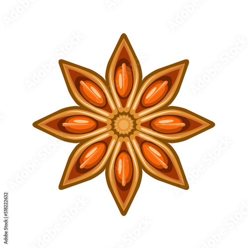Vector illustration of star anise, isolated on white background.