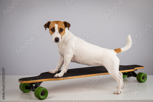 Dog jack russell terrier posing on a longboard in front of a white background.  photo