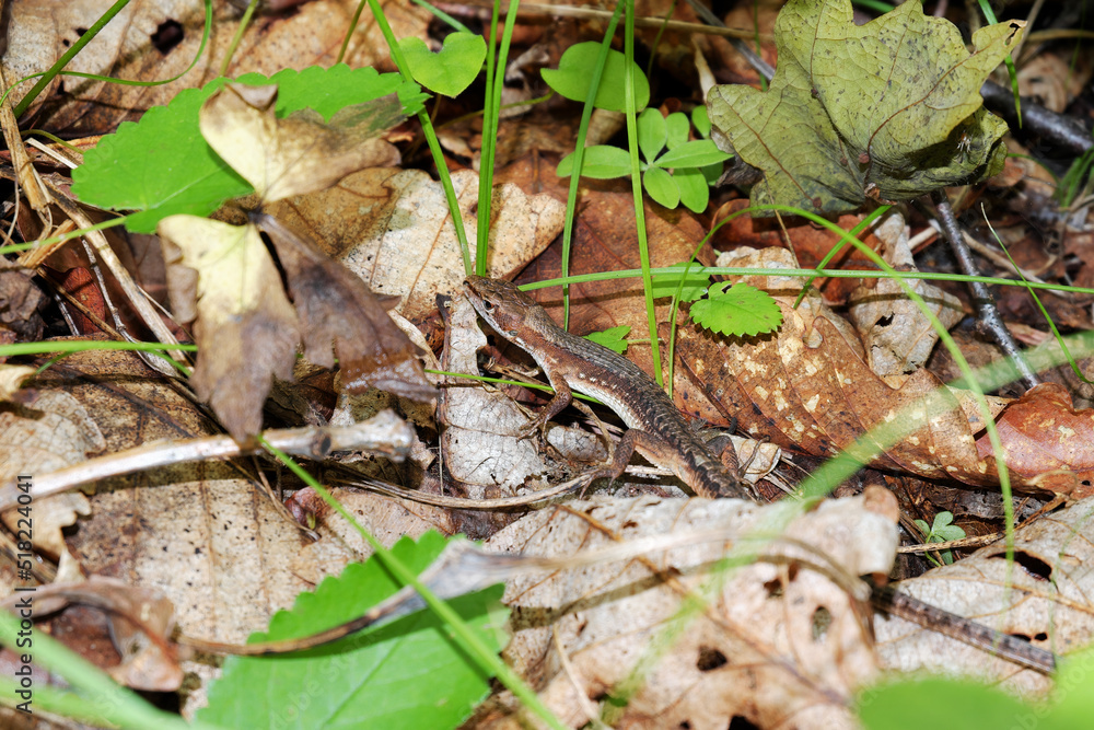 A small brown lizard disguised among the fallen leaves in the forest A small brown lizard disguised among the fallen leaves in the forest