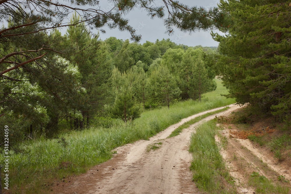 Fototapeta premium road in the forest