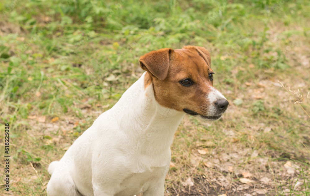 A beautiful Jack Russell Terrier dog on a grass background.