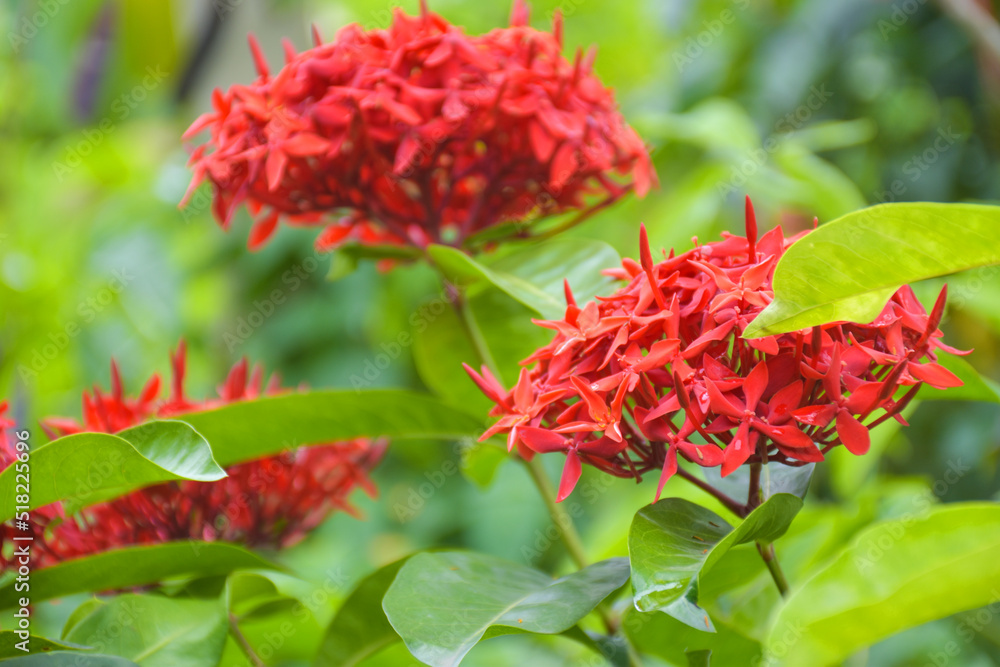 The beautiful red needle flower is blooming with its petals and soft blur background. The beautiful red needle flower is blooming with its petals and soft blur background.