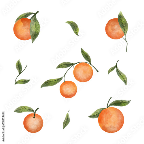 orange fruit watercolor illustration set