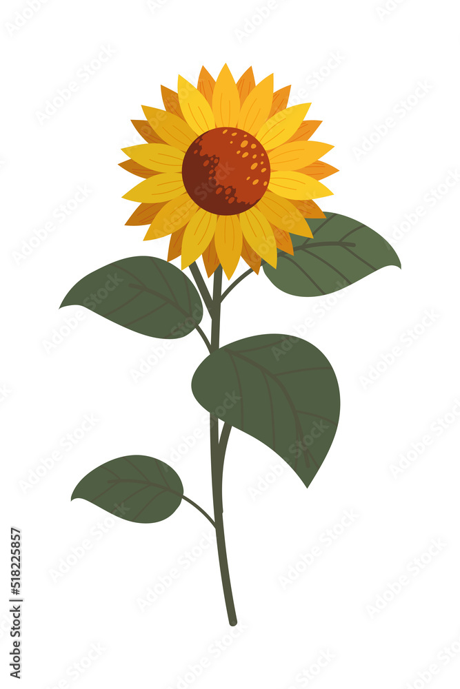 Obraz premium sunflower and leaves