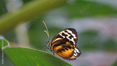 Butterfly with orange and black wings on a leaf at a butterfly garden in Mindo, Ecuador
