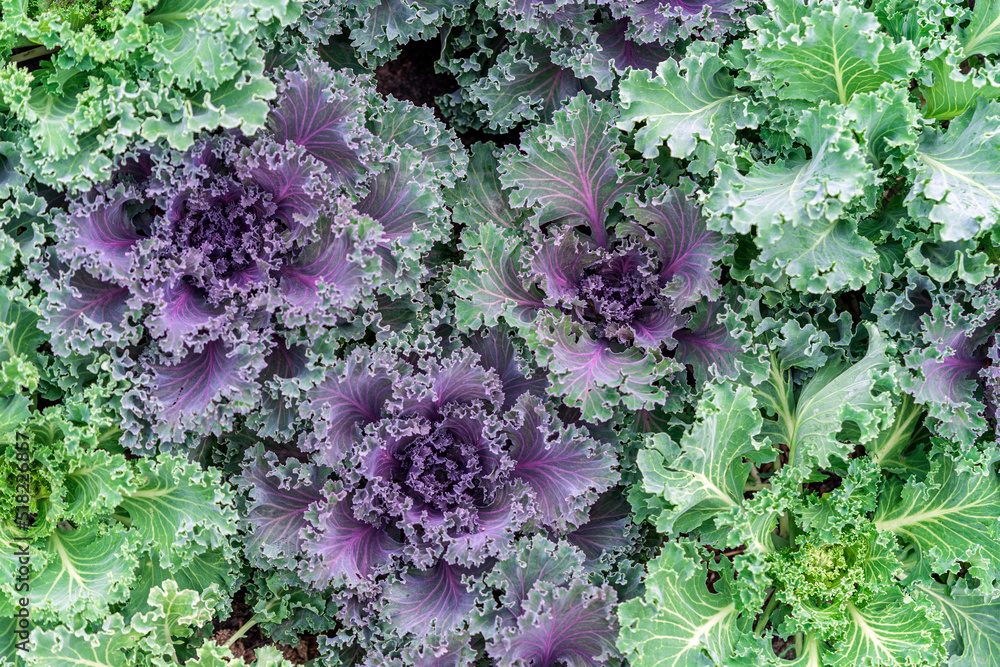 Green leaves of cabbage close-up. Cabbage seedlings planted close to each other. Green leaves of cabbage close-up. Cabbage seedlings planted close to each other.