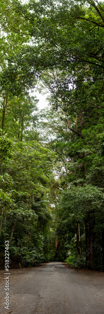 Obraz premium Springbrook National Park with lush, beautiful entry road. 