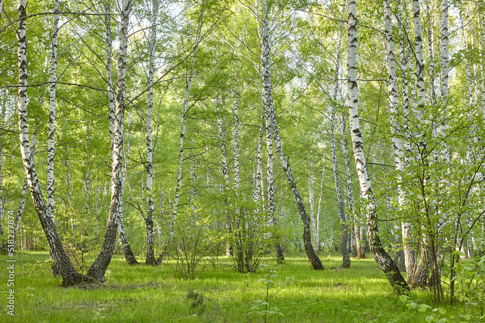 Fototapeta premium birch grove in the early morning
