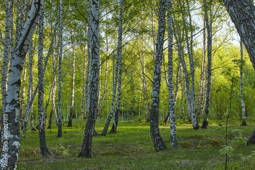 birch grove in the morning © Александр Еремин