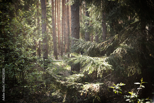 fir forest in the early morning