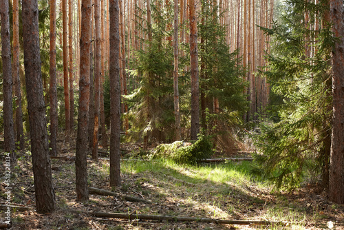 fir forest in the early morning