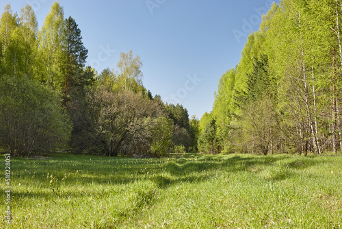 landscape with trees