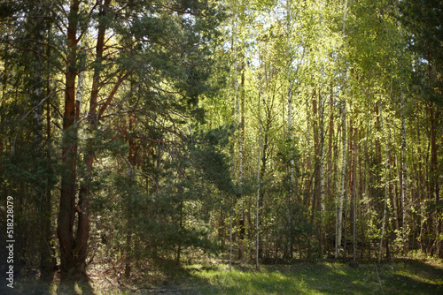 morning in the forest