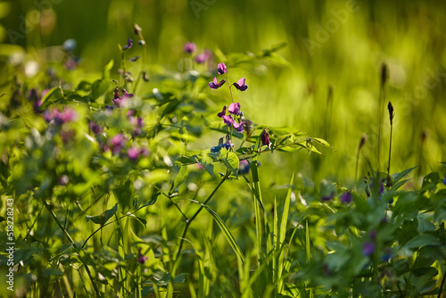 flowers in a forest