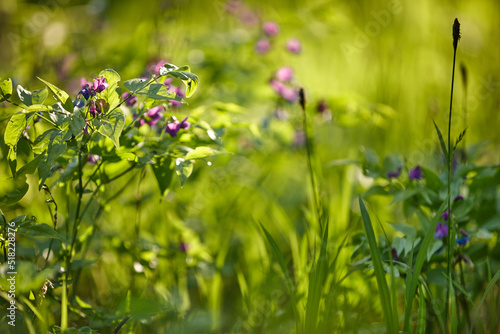 flowers in the forest