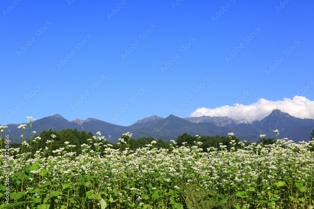 そばの花と夏の山