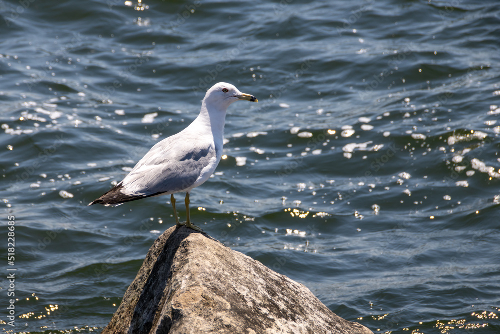 seagull on the rock