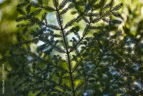 spruce branch on a green background