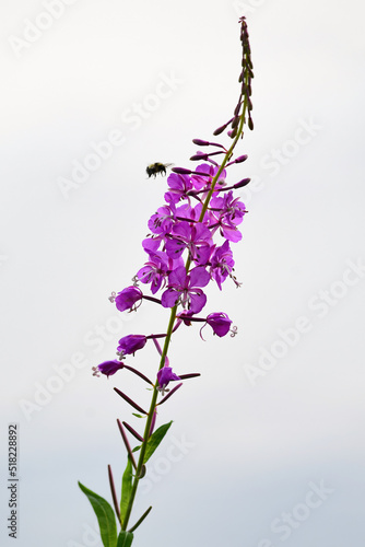 A bumblebee buzzes around a blooming fireweed (Chamerion angustifolium) plant.