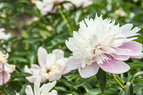 Bush with beautiful peony flowers in garden, closeup