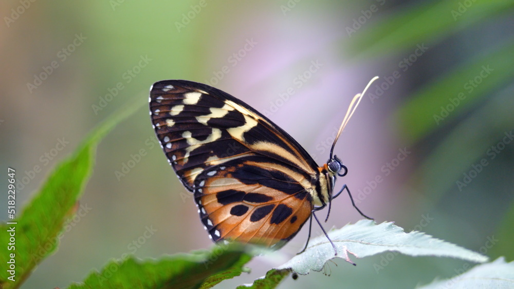 Fototapeta premium Butterfly with orange and black wings on a leaf at a butterfly garden in Mindo, Ecuador