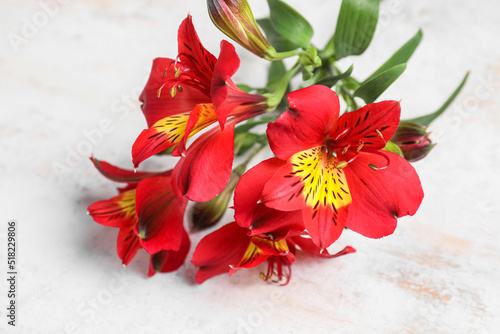 Beautiful red alstroemeria flowers on light background, closeup © Pixel-Shot