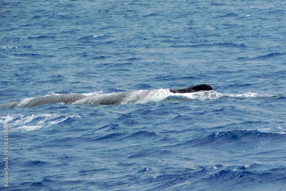 Sperm Whale Sperm Whale