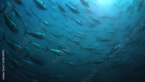 Blue fin Mediterranean tuna fishes swimming in rounds inside a giant marine cage off the shore of Turkish-Aegean coast.