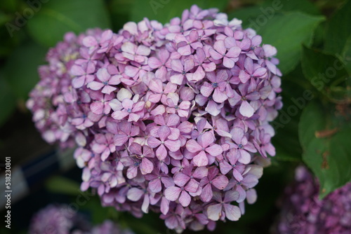 Hydrangea あじさい アジサイ 紫陽花