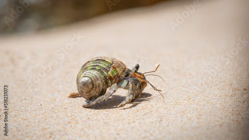 Hermit crab crawling slowly in the sandy beach