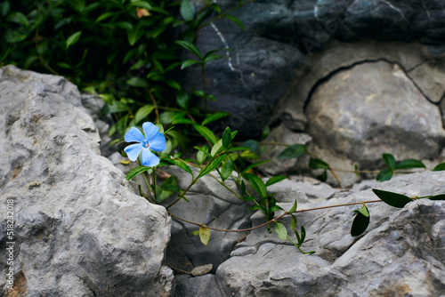 Photo of periwinkle flower on rocks. Front view. photo