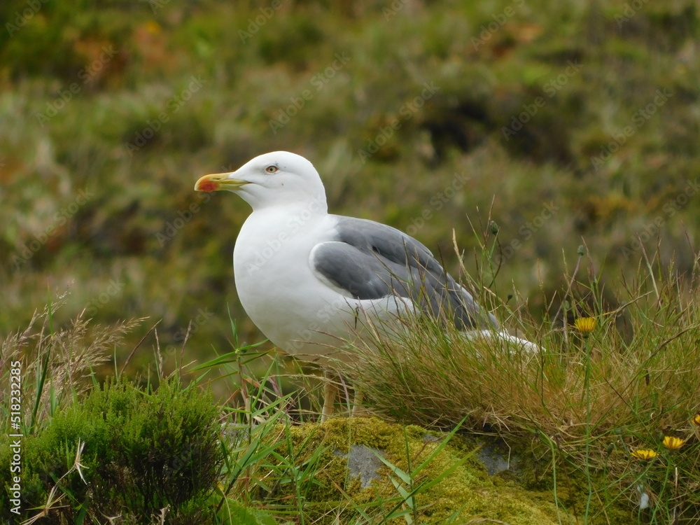 Möwe