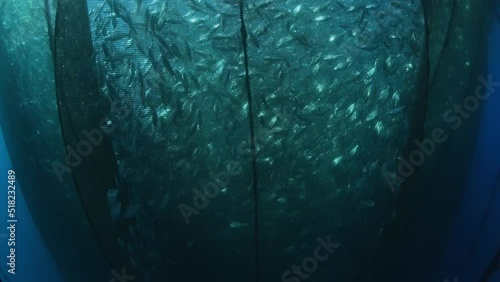 A fish farms underwater look in a distance.