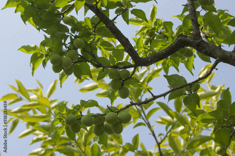 Plums hanging on branches on a farm.