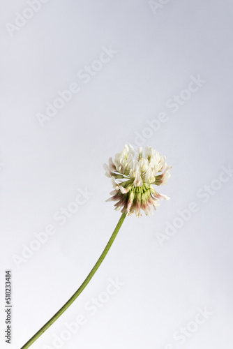 It is a White Clover flower isolated white background.