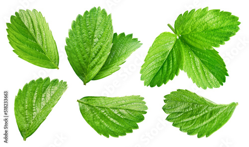 Collection leaves strawberry isolated on white background. Strawberry leaf clipping path