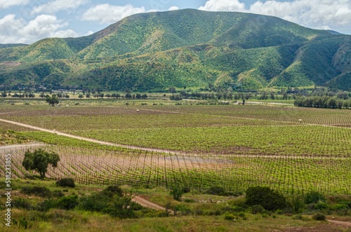 Paisaje de viñedos Santo Tomás en Valle de Guadalupe, Baja California, México