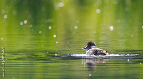 A bufflehead duck after a shake with a bohek background photo