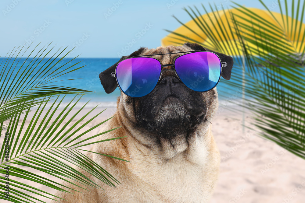 Cute dog wearing sunglasses on sandy beach near sea. Summer vacation ...