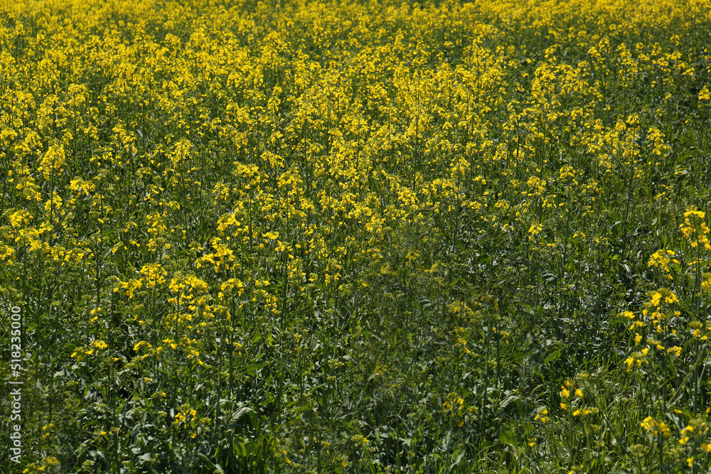 Obraz premium Beautiful view of blooming rapeseed field on sunny day